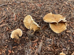 Hygrophoropsis