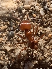 Pogonomyrmex