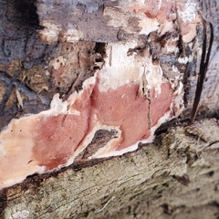 Steccherinum ochraceum