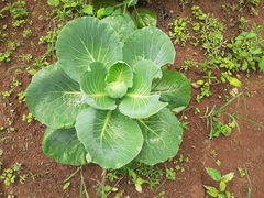 Brassica oleracea capitata