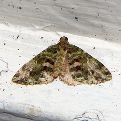 Austrocidaria similata