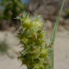 Cenchrus tribuloides