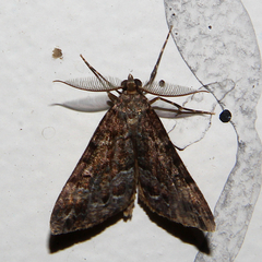 Pseudocoremia productata