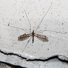 Leptotarsus huttoni