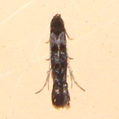 Microcolona