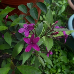 Arthrostemma ciliatum