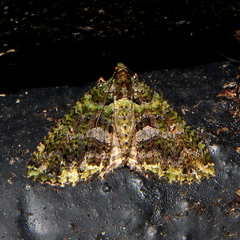 Austrocidaria similata
