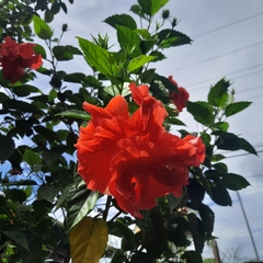 Hibiscus