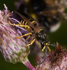 Dolichovespula saxonica