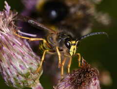 Dolichovespula saxonica