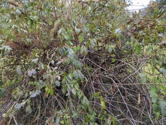 Wisteria frutescens