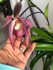 Phragmipedium