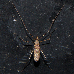 Amphineurus hudsoni