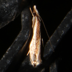 Erechthias chionodira