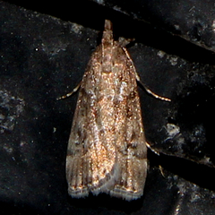 Eudonia dochmia