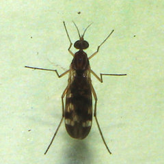 Sylvicola notatus