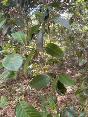 Davilla