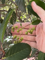 Davilla