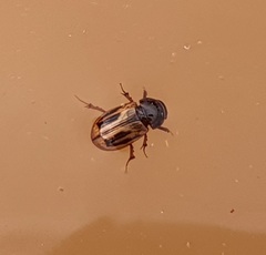 Chilothorax distinctus