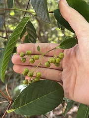 Davilla