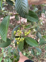 Davilla
