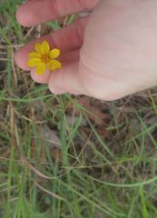 Thelesperma simplicifolium