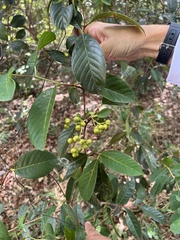 Davilla