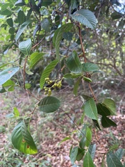 Davilla