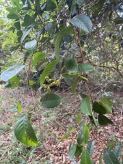 Davilla