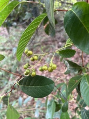 Davilla