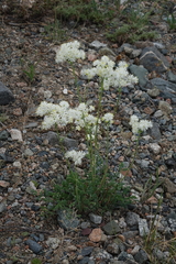 Thalictrum petaloideum