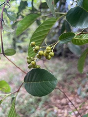 Davilla