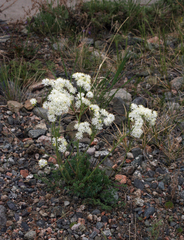 Thalictrum petaloideum