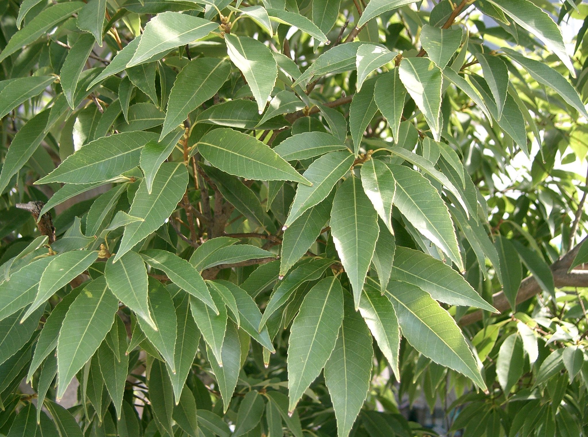 Photos Of Chinese Evergreen Oak Quercus Myrsinifolia Inaturalist
