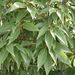 Chinese Evergreen Oak - Photo (c) KENPEI, some rights reserved (CC BY-SA)