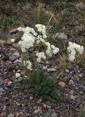 Thalictrum petaloideum