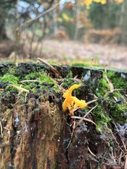 Calocera viscosa