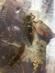 Cordulegaster bidentata