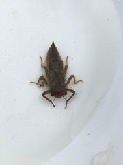 Cordulegaster boltonii