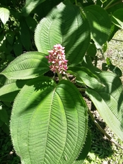 Miconia xalapensis