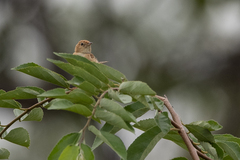 Cisticola troglodytes