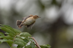 Cisticola troglodytes