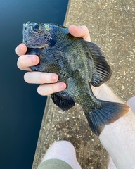 Lepomis macrochirus purpurascens