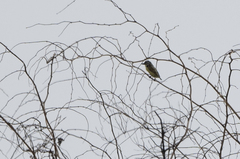 Pogoniulus chrysoconus