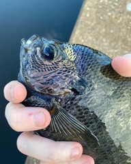 Lepomis macrochirus purpurascens