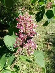 Miconia xalapensis