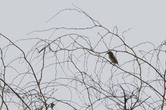 Pogoniulus chrysoconus