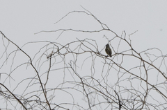 Pogoniulus chrysoconus