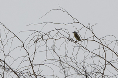 Pogoniulus chrysoconus