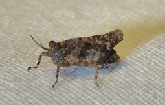 Paratettix mexicanus